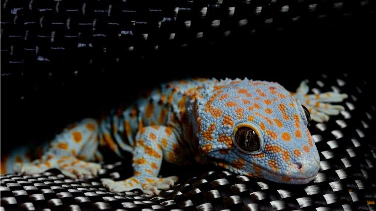 Commercial reusable sticky tape such as Geckskin™ is based on the natural dry adhesive mechanism of Gecko Feet (image courtesy of Geckskin™)