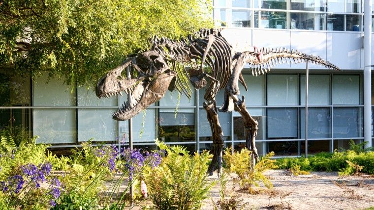 A model dinosaur skeleton at Google HQ in San Jose