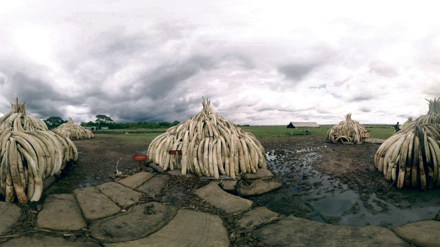 Bryn Mooser of VR studio RYOT filming a bonfire of ivory stockpiles in Kenya in April as the government crack down on illegal ivory trade