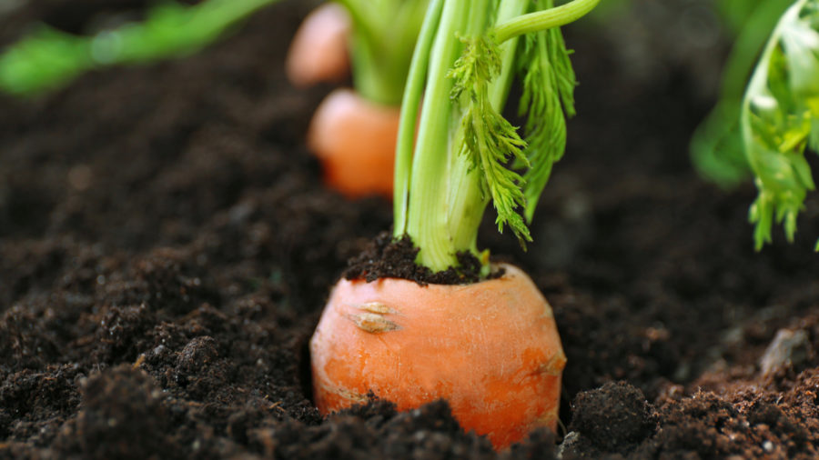 close up of carrot in soil