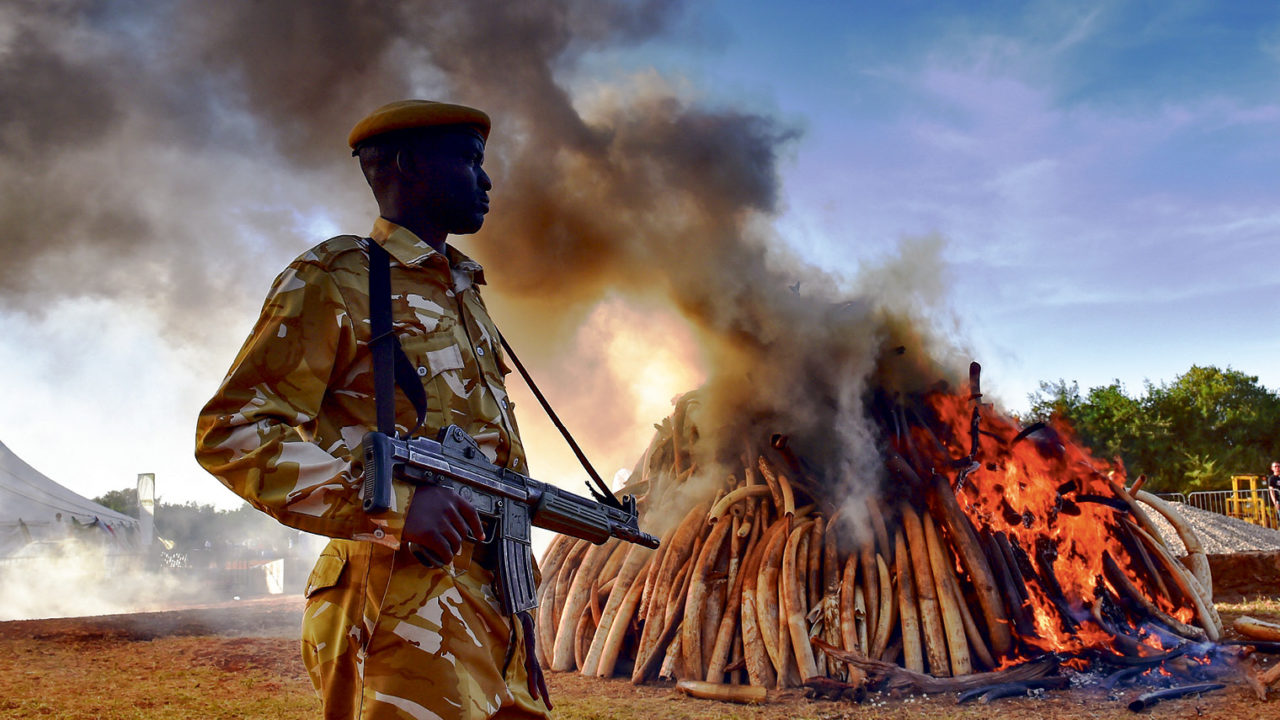 Ivory trade ban