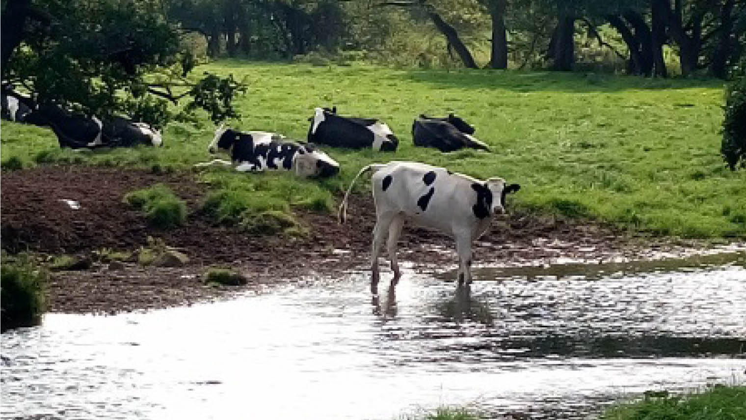cow in river