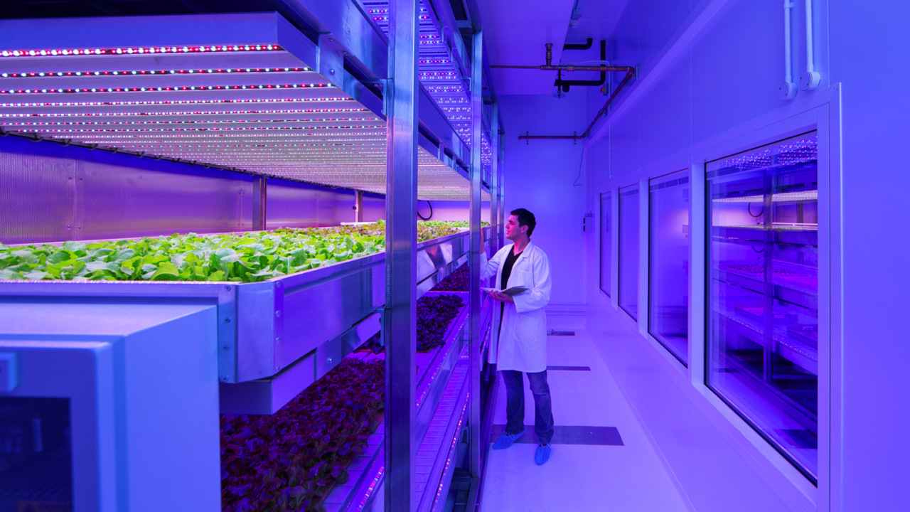 Food grown in lab with LED lights