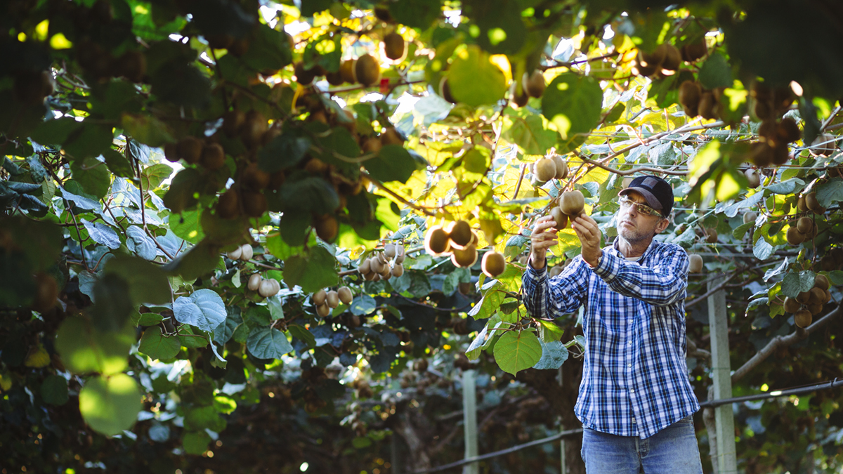 Farmer in Kiwi plantation checking fruit
