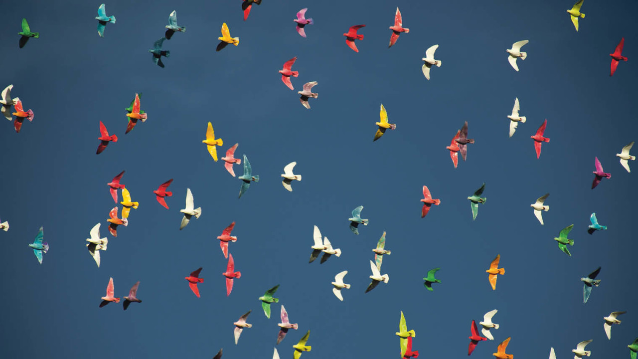 Multi-coloured birds