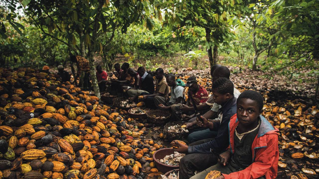 child labourers on cocoa farm in Côte d’Ivoire