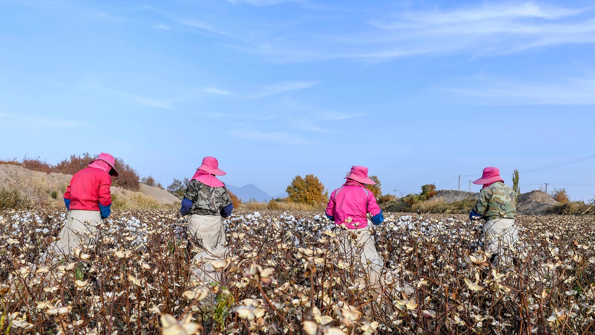 Cotton pickers in Xinjiang