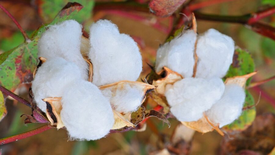 Cotton Plant In The Field, Southern China.