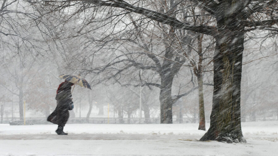 Wintry scene showing single figure with umbrella walking between trees and battling the snow and wind